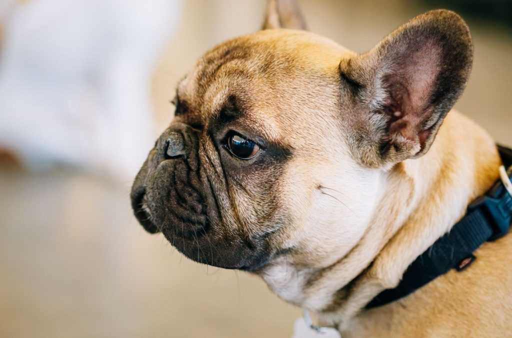 The French Bulldog as a Popular Pet Choice