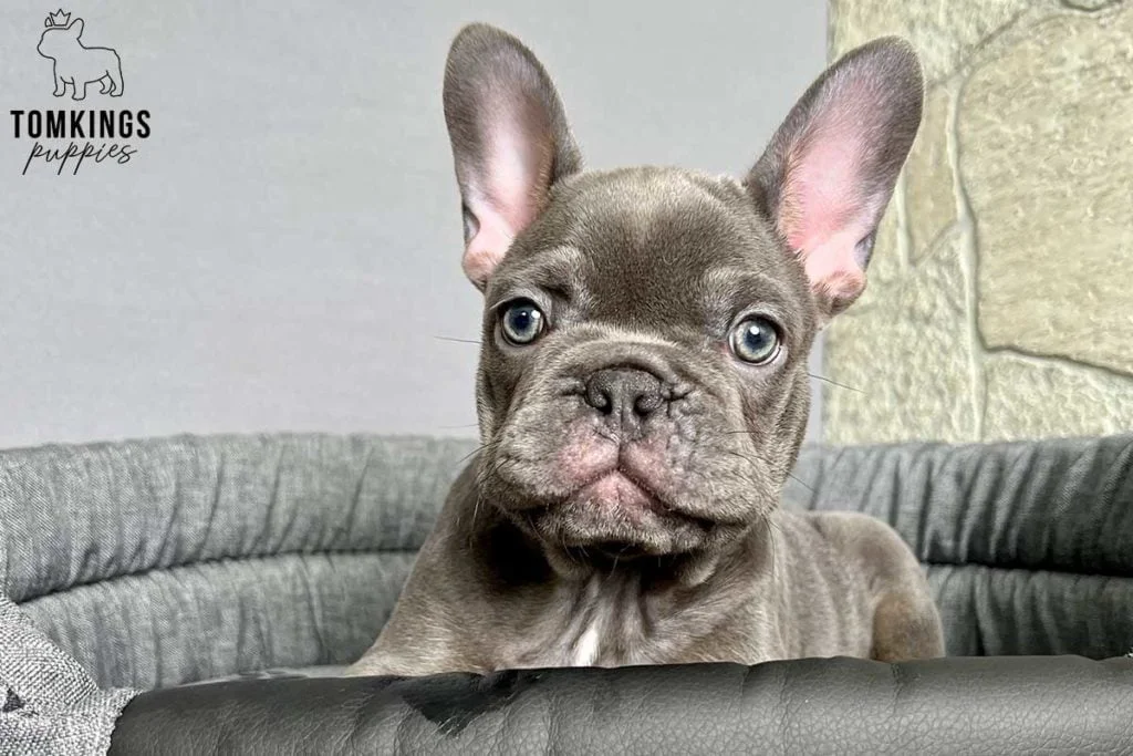 Playful Behavior of Red Eye French Bulldog