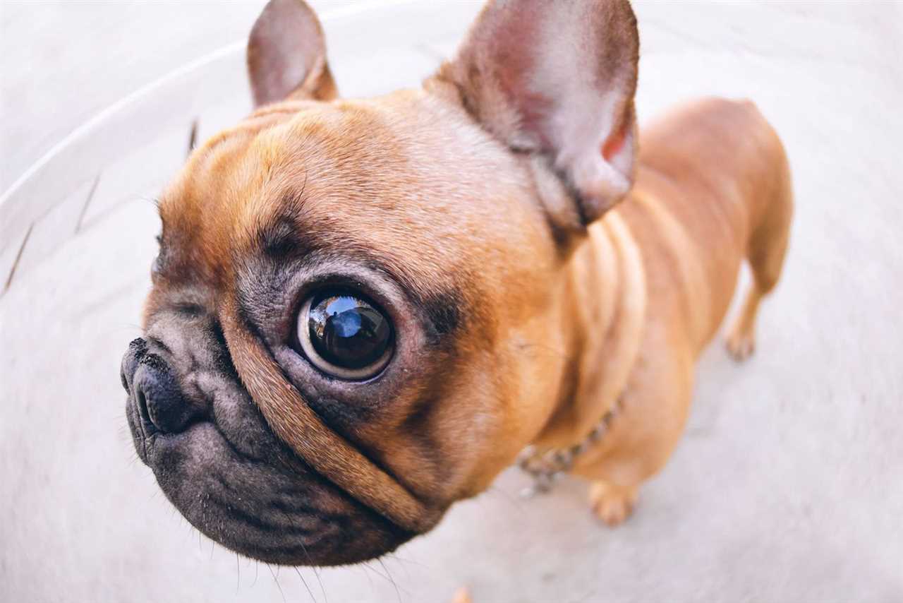 Red Eye French Bulldogs as a Unique and Special Breed